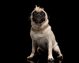 Majestic pug dog wearing crown and chain necklace sitting © Viorel Sima
