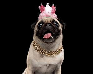 Funny pug dog sitting wearing pink crown and gold chain © Viorel Sima