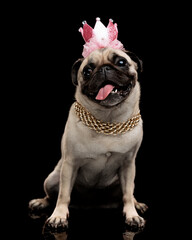 Glamorous pug dog sitting with pink crown and gold chain © Viorel Sima