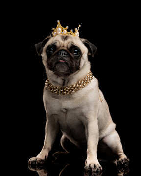Luxurious pug dog wearing chain crown and necklace sitting