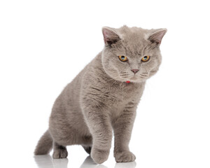 Serious british shorthair cat stepping © Viorel Sima