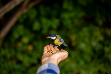 A great tit, a small yellow and black songbird, feeds on seeds resting on an outstretched palm against softly blurred green foliage. © Marina