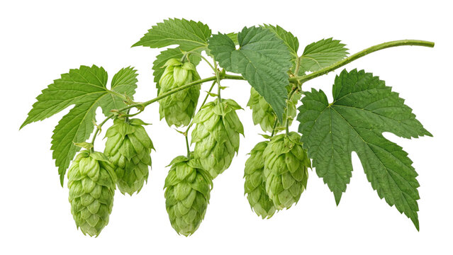 Fresh green hop cones hanging from a vine branch with serrated palmate leaves, close-up of the beer brewing botanical ingredient, isolated on transparent background