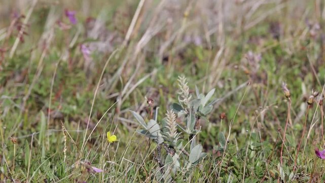 A female redpoll perched on the grass. Close-up