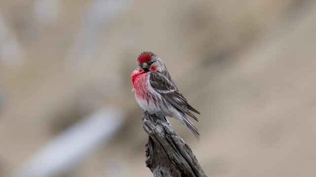 A male redpoll perched on the grass. Close-up