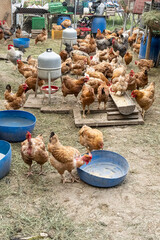 Chicken Farming © marco