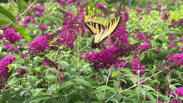 Papilio glaucus or the eastern tiger swallowtail feeding on buddleja.