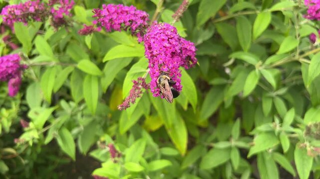 Eastern carpenter bee (Xylocopa virginica) feeding on buddleja.