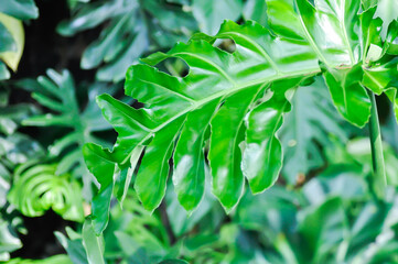 Philodendron bipinnatifidum Schott ex Endl, Philodendron sp or ARACEAE or Philodendron selloum © jobrestful