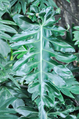 Philodendron bipinnatifidum Schott ex Endl, Philodendron sp or ARACEAE or Philodendron selloum © jobrestful