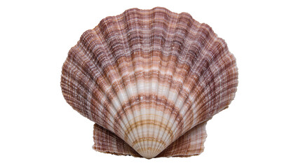 Natural brown and white striped scallop shell, isolated on transparent background © Aliona