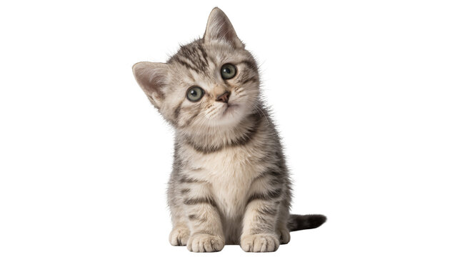 Curious tabby kitten with wide eyes tilted head, isolated on transparent background