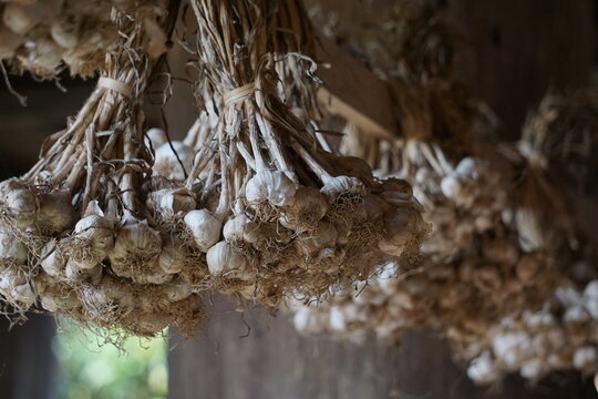 wide view showing multiple bundles of harvested garlic hanging from wooden beams inside a rustic barn or storage shed. This atmospheric agricultural scene highlights traditional post-harvest drying te