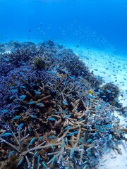 coral reef and diver © 真美子 上村