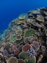 coral reef and sea © 真美子 上村
