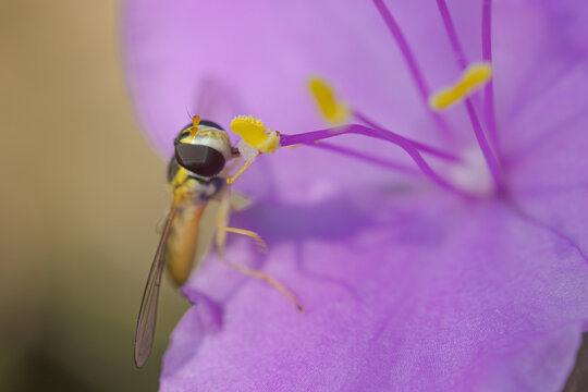 トラデスカンチア・シラモンタナの花粉を食べるアブ