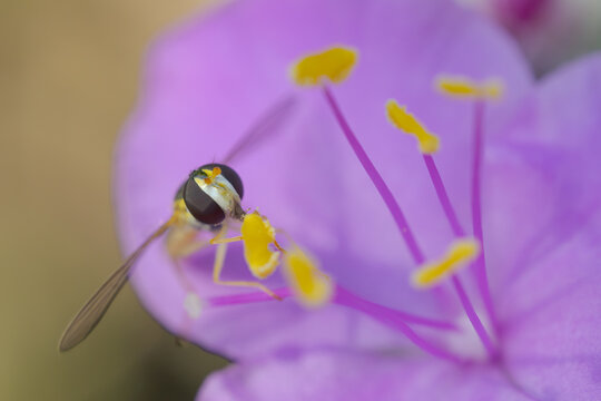 トラデスカンチア・シラモンタナの花粉を食べるアブ