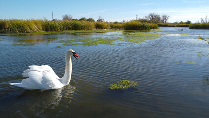 Mute Swan Swimming in River Wetland Landscape © Andrey