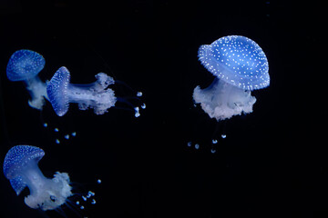 Phyllorhiza punctata © Wolfgang