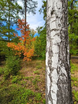 Birch tree and a colorful autumn tree