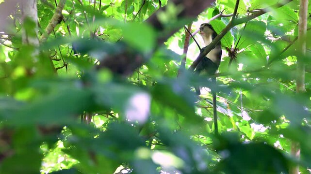 Mona monkey on Pr&iacute;ncipe island, S&atilde;o Tom&eacute; und Pr&iacute;ncipe