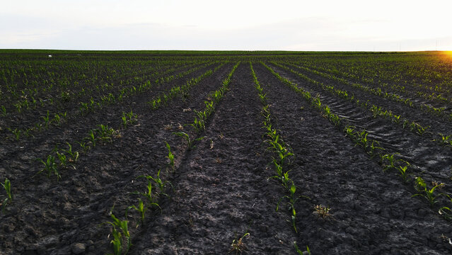 Young corn seedlings growing in rows on dark soil at sunset, representing new life, agriculture, and future harvest