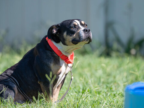 An adoptable black, tan and white bulldog sits in sunlit grass and looks upward against a softly blurred outdoor background while awaiting adoption.