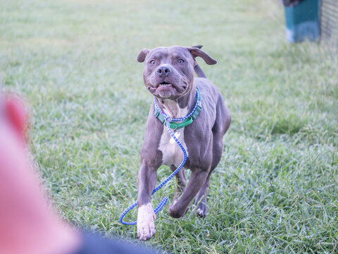 An adoptable gray bully breed mix breed dog with a white chest and front paw playfully runs toward the camera across grass during outdoor activity at an adoption center.