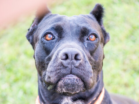 A close-up frontal portrait of an adoptable black cane corso black dog looking toward the camera, showing amber eyes and a broad muzzle against a blurred green background.