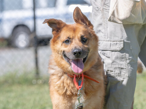 An adoptable fluffy golden-brown shepherd breed dog stands beside a person in light-colored cargo shorts outdoors, facing the camera with its mouth open and tongue out.