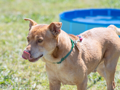 An adoptable tan dog licks its nose while standing on sunlit grass, with a blue plastic wading pool in the background at an adoption center.