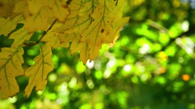 Close up of golden oak leaves on a branch in autumn forest slow motion