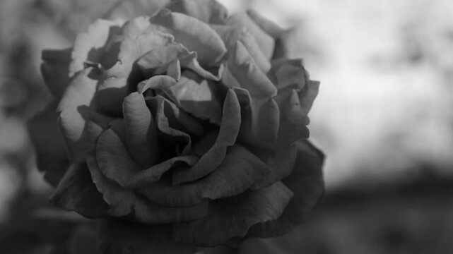 Black and white close-up of a blooming rose with soft blurred background, slow camera movement, 4K
