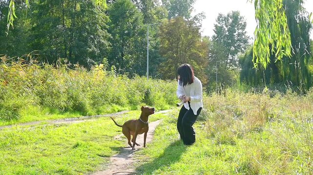 Young woman playing and training with a big pitbull dog outdoors slow motion