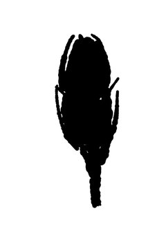 Closed Carnation Flower Bud Monochrome Vector