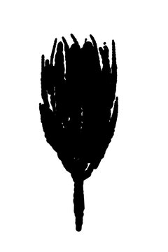 Opening Carnation Flower Bud Vector Illustration