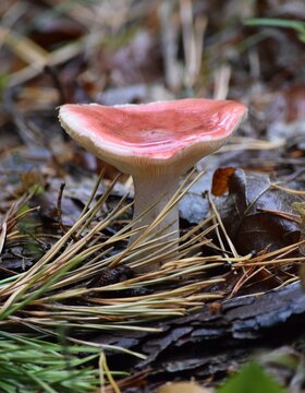 cherry-red Russula in the Rain