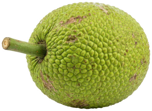 Green bumpy Osage orange fruit on black.