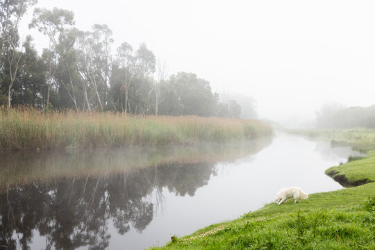 misty foggy sunrise and reflections over Klein River , Stanford, South Africa