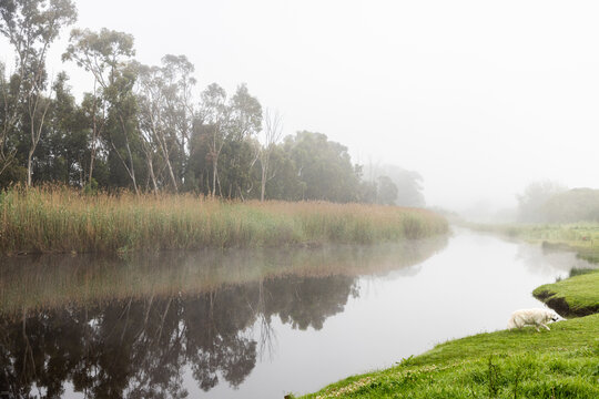misty foggy sunrise and reflections over Klein River , Stanford, South Africa