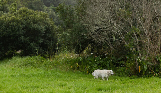 English cream golden retriever exploring park at sunrise, Stanford, South Africa