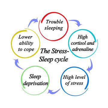 Components of The Stress-Sleep Cycle