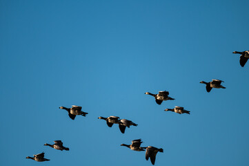 Flock of Barnacle Geese Flying Across Clear Blue Sky © Nordic Stock Studio