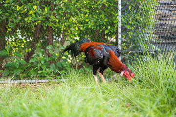 Chickens are eating food on the ground is a local breed of chicken raised for sports games Breeding fighting cocks is therefore one profession that generates good income for the breeder. © Dontree
