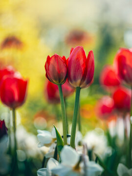 Two red tulips blooming in colorful spring garden, beautiful flower photography with soft yellow background, dreamy bokeh, and shallow depth of field