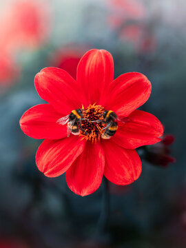 Two bumblebees collecting pollen on vibrant red dahlia flower, beautiful macro nature photo with detailed pollinating insects, dark background, and shallow depth of field