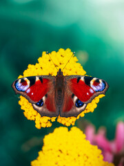 European peacock butterfly (Aglais io) resting with open wings on yellow yarrow flowers, colorful macro wildlife photo with teal background and shallow depth of field © Macro Viewpoint
