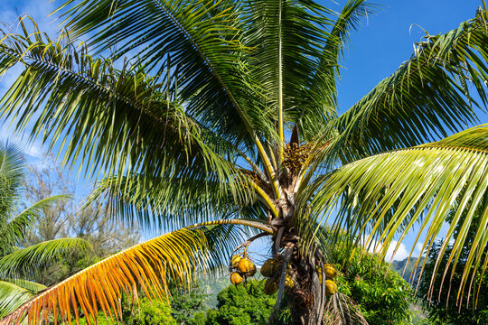 Close-up of ripe coconuts on a palm tree in Nuku Hiva, Marquesas, French Polynesia