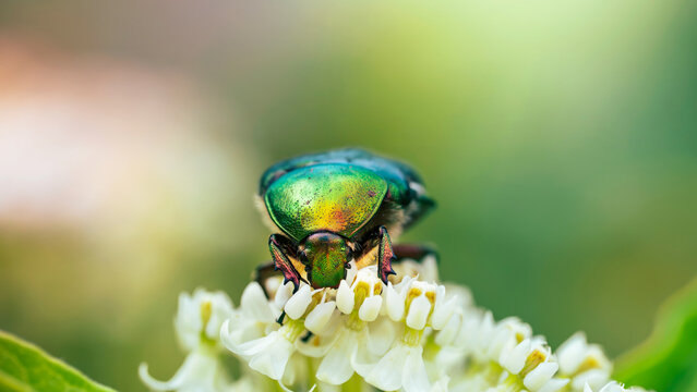 Metallic green rose chafer beetle (Cetonia aurata) feeding on white clover flowers, detailed macro insect portrait with soft green background and shallow depth of field