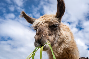Naklejka premium Fluffy Llama Chewing Grass Under a Blue Sky in Peru